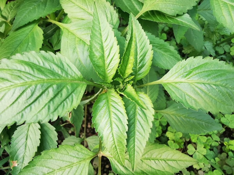 鬼针草鬼针草粉