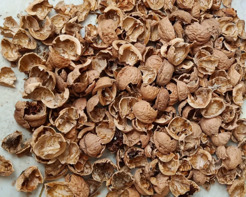 核桃皮核桃皮粉青龙衣