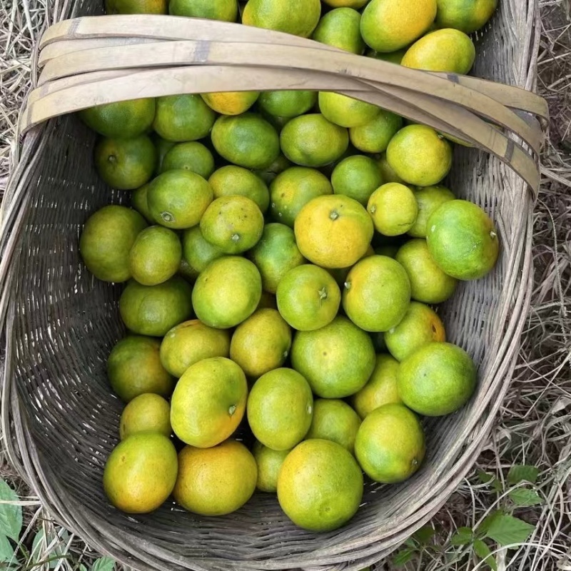 蜜橘湖北宜昌蜜橘大量上市了老板热情价格美丽可致电