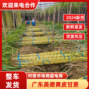 广东黄皮甘蔗/英德甘蔗/产地直供/量大价优/老板热情