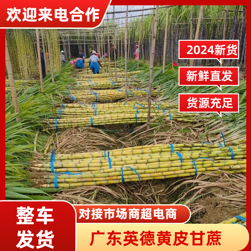 广东黄皮甘蔗/英德甘蔗/产地直供/量大价优/老板热情