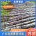 【实力商家】广东黑皮甘蔗皮薄多汁现砍现发基地批发量大直供