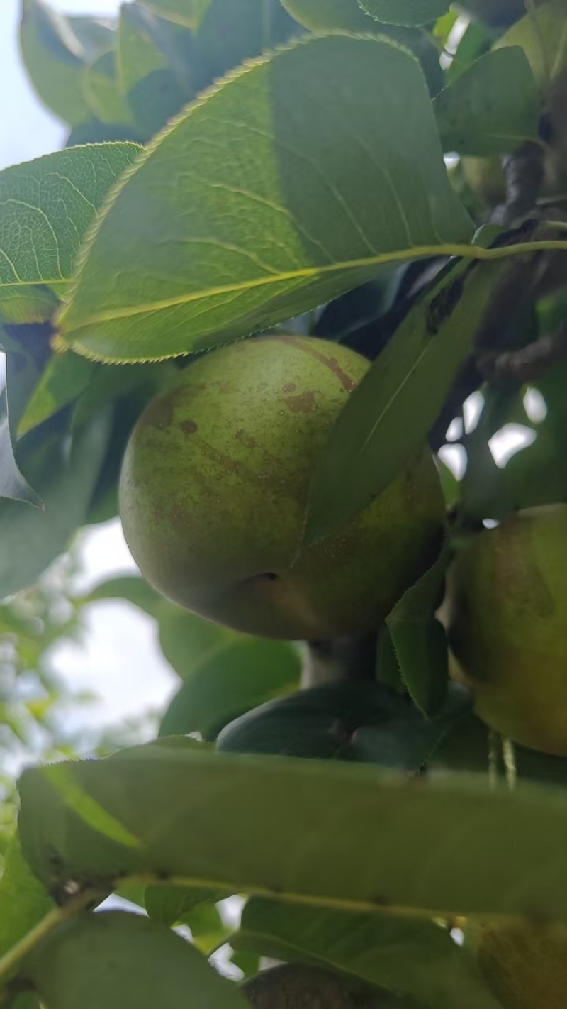 翠冠梨大量上市价格美丽老板热情产地直发欢迎致电