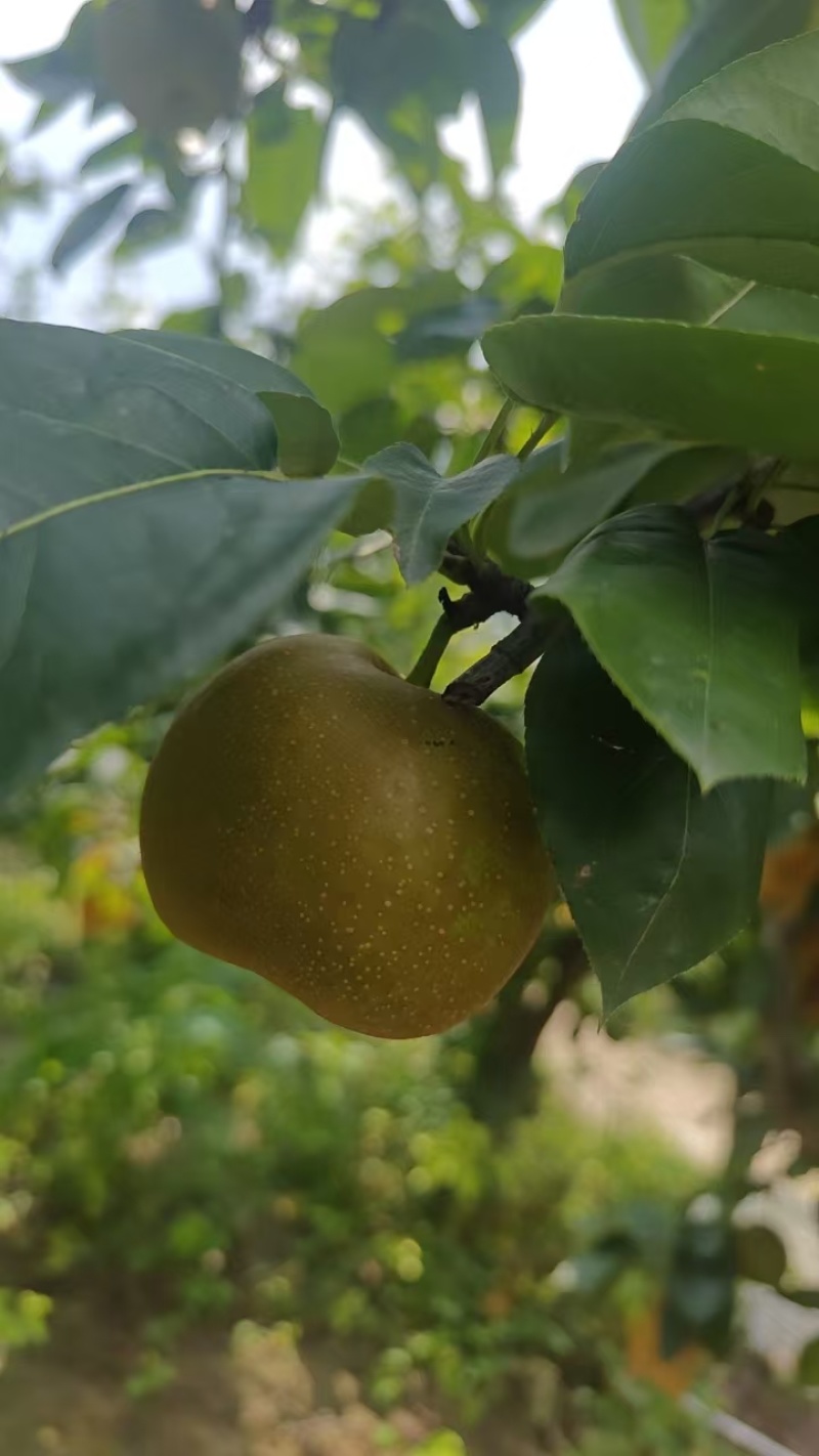 翠冠梨大量上市价格美丽老板热情产地直发欢迎致电