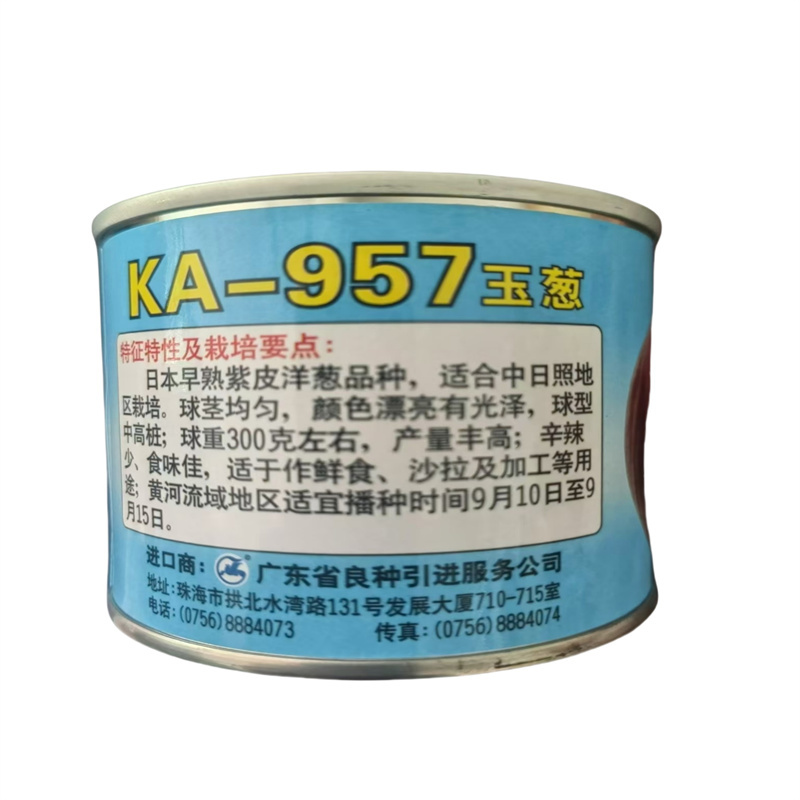 KA-957洋葱种子广良玉葱日本进口紫皮洋葱种子中日照
