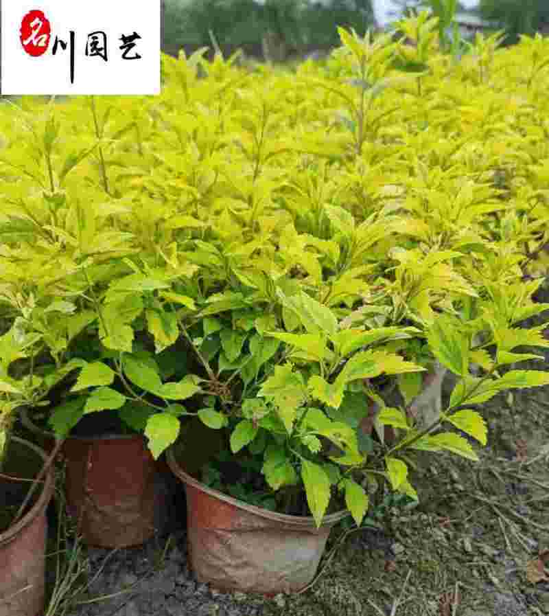 金叶假连翘工程绿化苗木黄叶假连翘基地直供量大从优