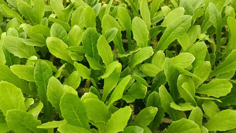【油麦菜苗】，基地供应，大量批发，可视频看货，价格优惠