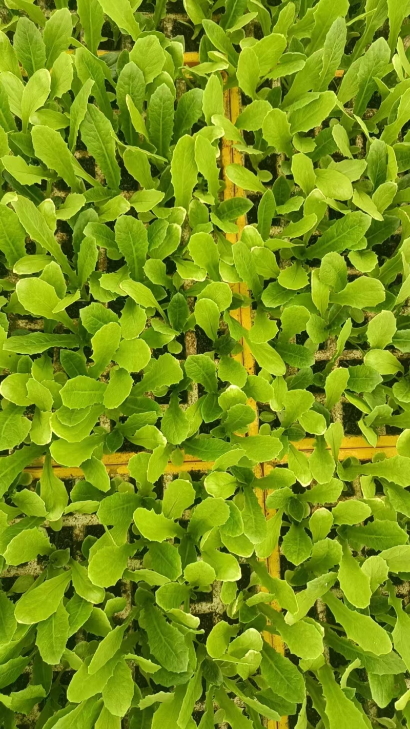 【油麦菜苗】，基地供应，大量批发，可视频看货，价格优惠