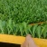 【油麦菜苗】，基地供应，大量批发，可视频看货，价格优惠