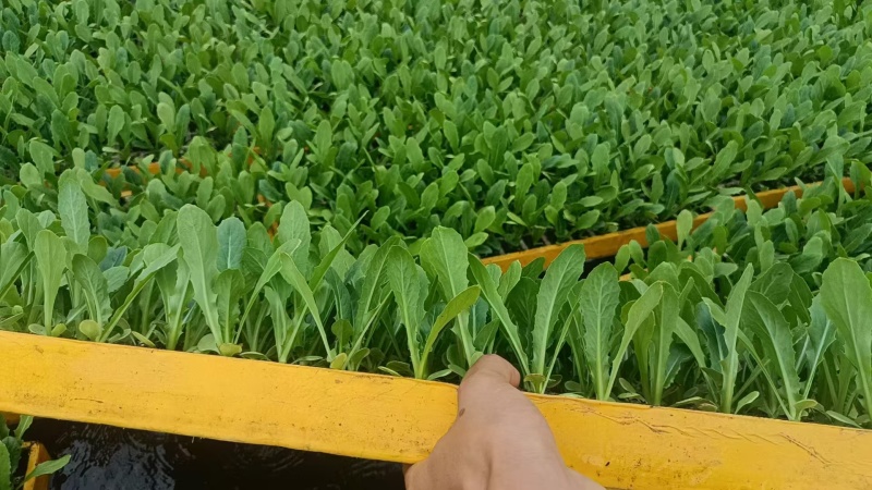 【油麦菜苗】，基地供应，大量批发，可视频看货，价格优惠