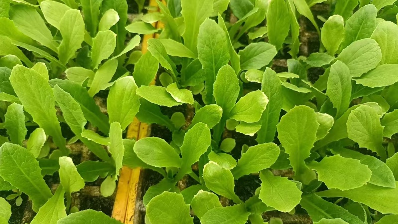 【油麦菜苗】，基地供应，大量批发，可视频看货，价格优惠