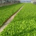 云南大量批发生菜苗，根系荗，量大价优，质量保证按时发货