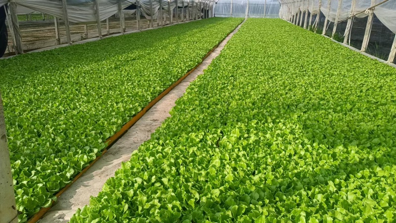 云南大量批发生菜苗，根系荗，量大价优，质量保证按时发货