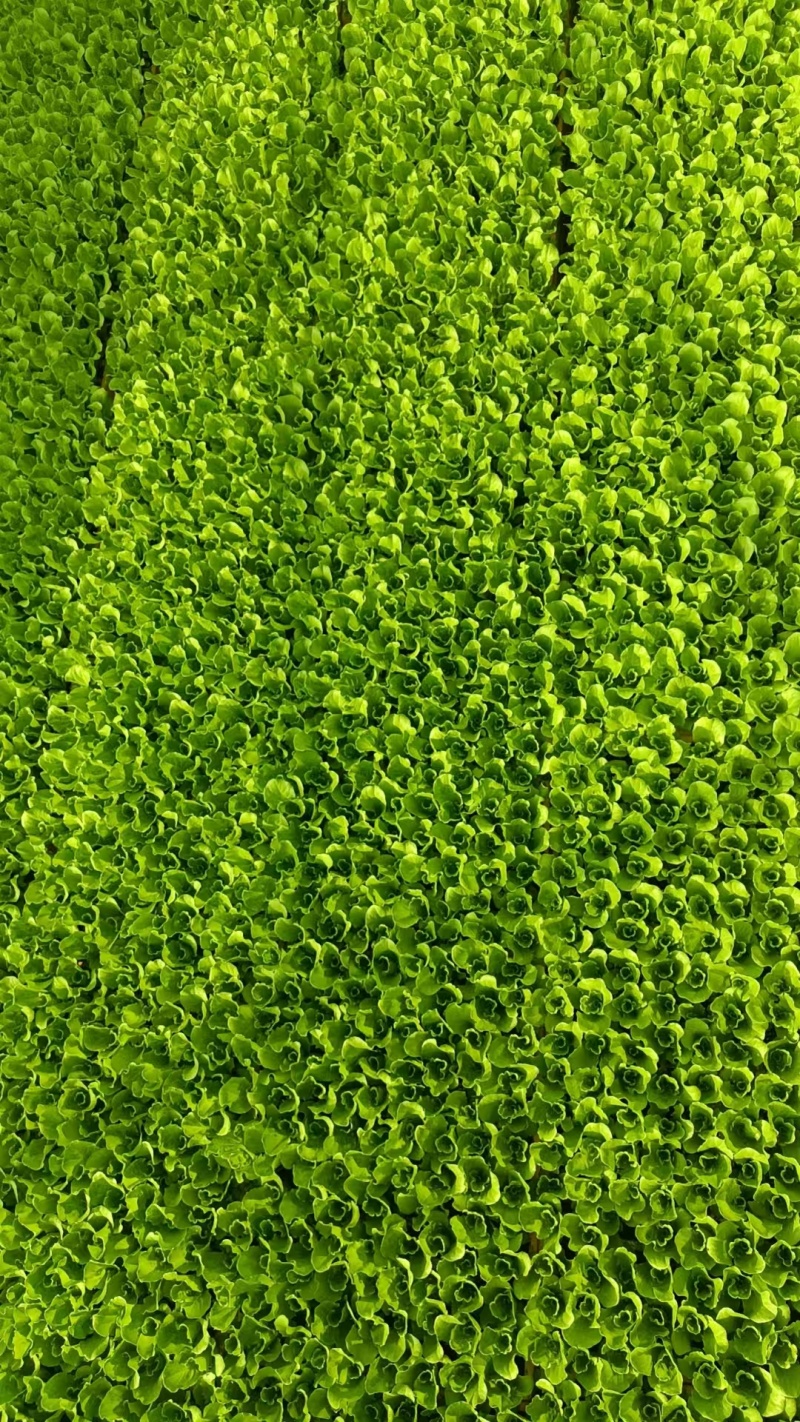 云南大量批发生菜苗，根系荗，量大价优，质量保证按时发货