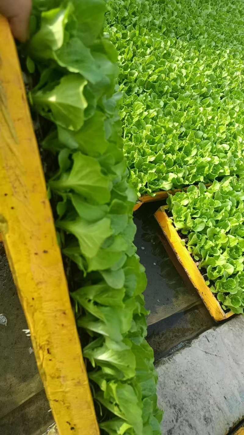 云南大量批发生菜苗，根系荗，量大价优，质量保证按时发货