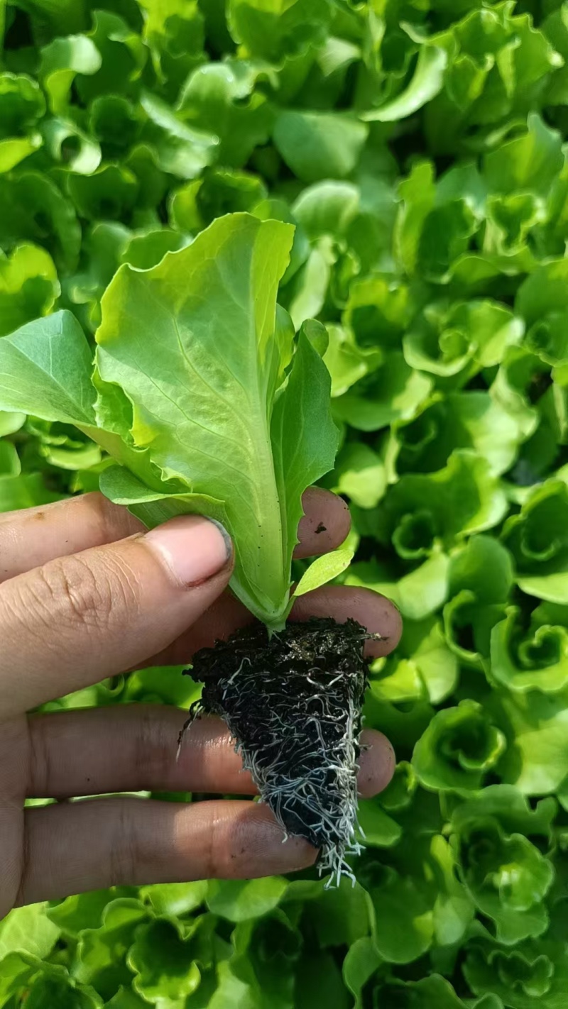 云南大量批发生菜苗，根系荗，量大价优，质量保证按时发货
