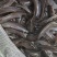 （实力）三黄塘虱苗保质保量量大价优对接全国市场