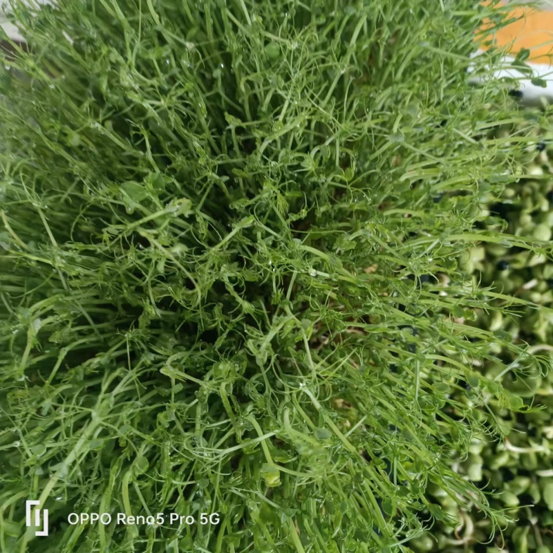 新鲜河北豌豆苗，当地产地直供，品质保证，快来选购！