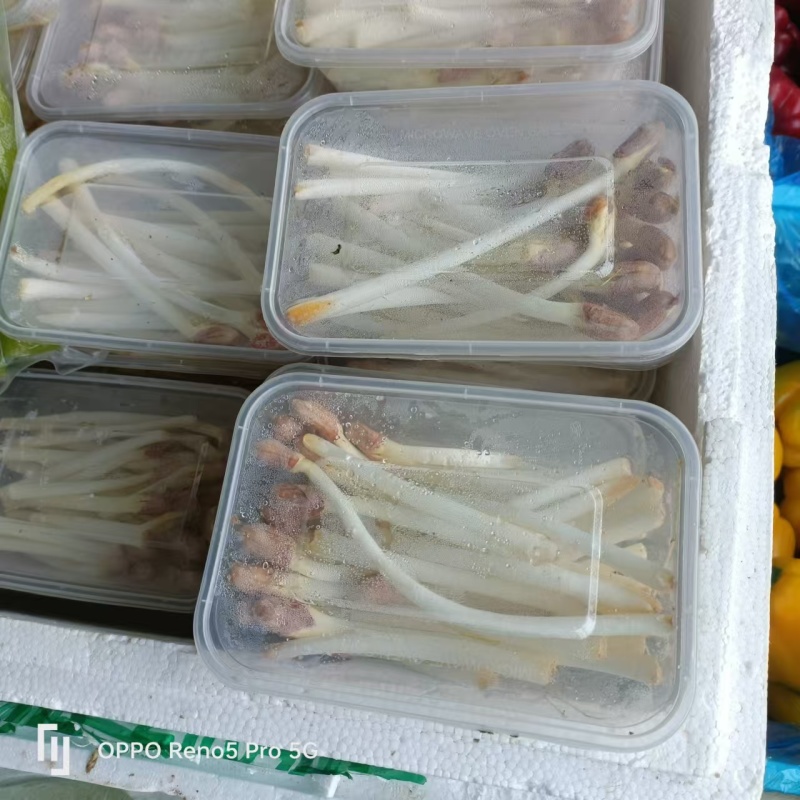花生芽产地直发，一手货源，品质保障