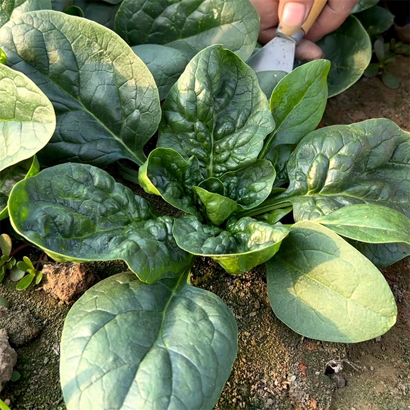 趴地菠菜种子耐寒越冬爬地菠菜种子趴地虎菠菜种子杂交40克
