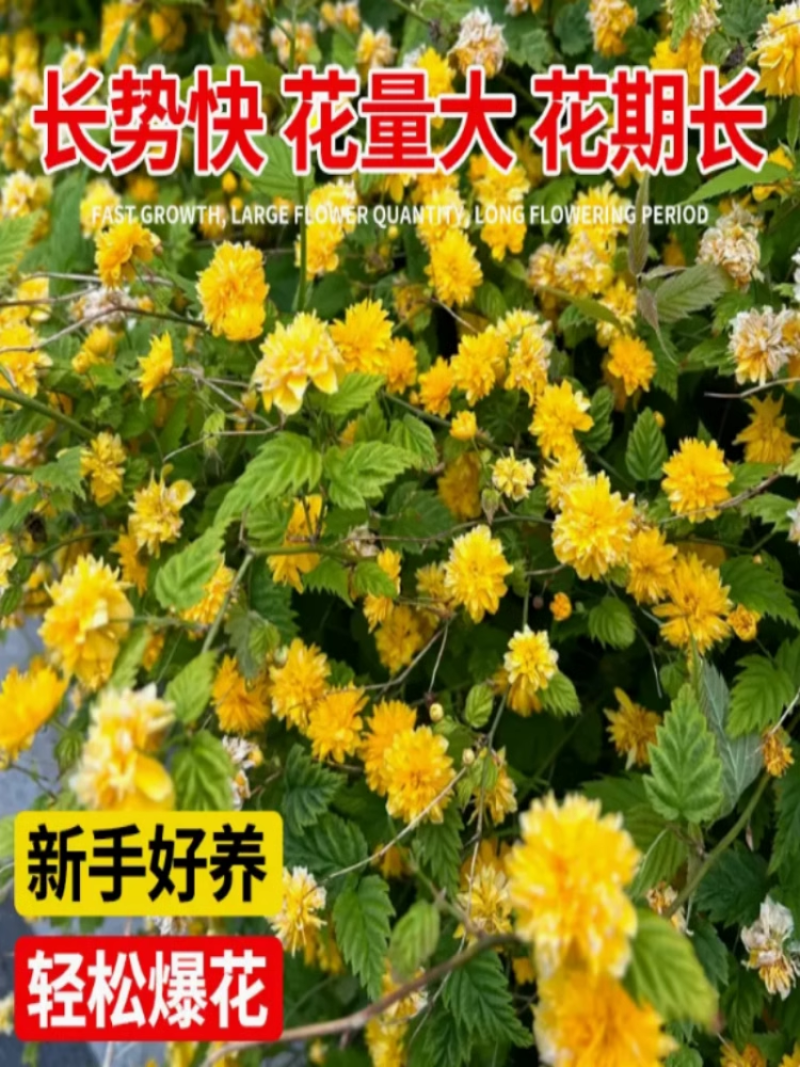 重瓣棣棠花苗丛生地棠蜂棠花黄度梅金棣棠梅黄榆庭院绿化绿篱