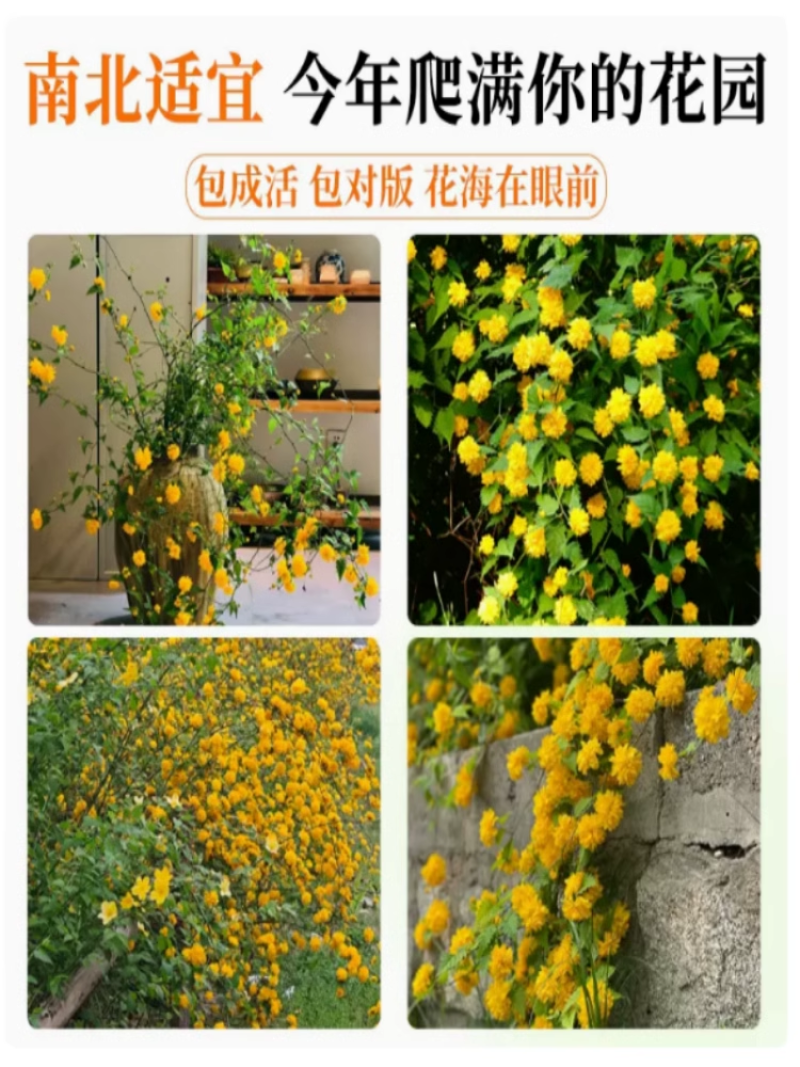 重瓣棣棠花苗丛生地棠蜂棠花黄度梅金棣棠梅黄榆庭院绿化绿篱