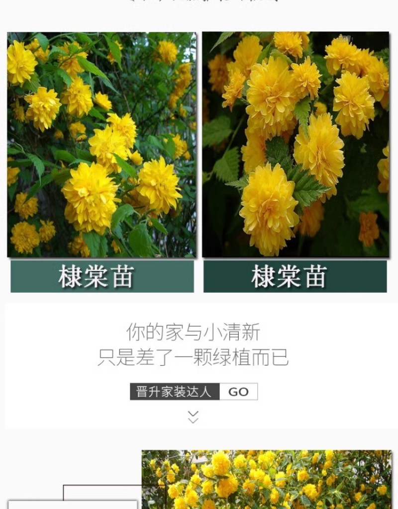 重瓣棣棠花苗丛生地棠蜂棠花黄度梅金棣棠梅黄榆庭院绿化绿篱