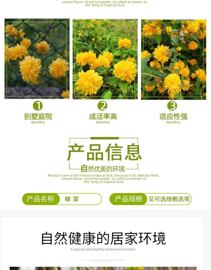 重瓣棣棠花苗丛生地棠蜂棠花黄度梅金棣棠梅黄榆庭院绿化绿篱