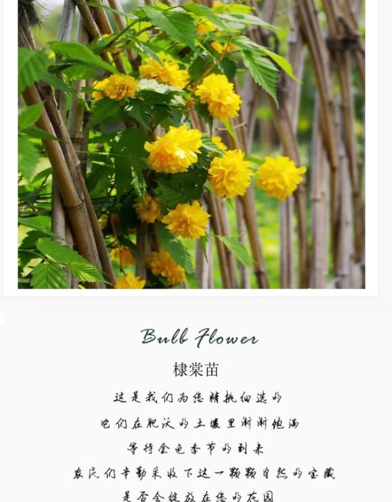 重瓣棣棠花苗丛生地棠蜂棠花黄度梅金棣棠梅黄榆庭院绿化绿篱