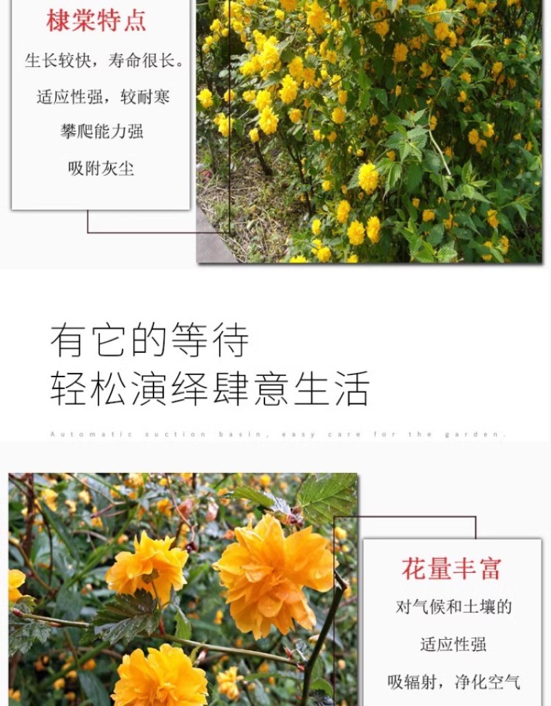 重瓣棣棠花苗丛生地棠蜂棠花黄度梅金棣棠梅黄榆庭院绿化绿篱