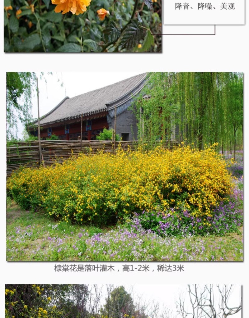 重瓣棣棠花苗丛生地棠蜂棠花黄度梅金棣棠梅黄榆庭院绿化绿篱