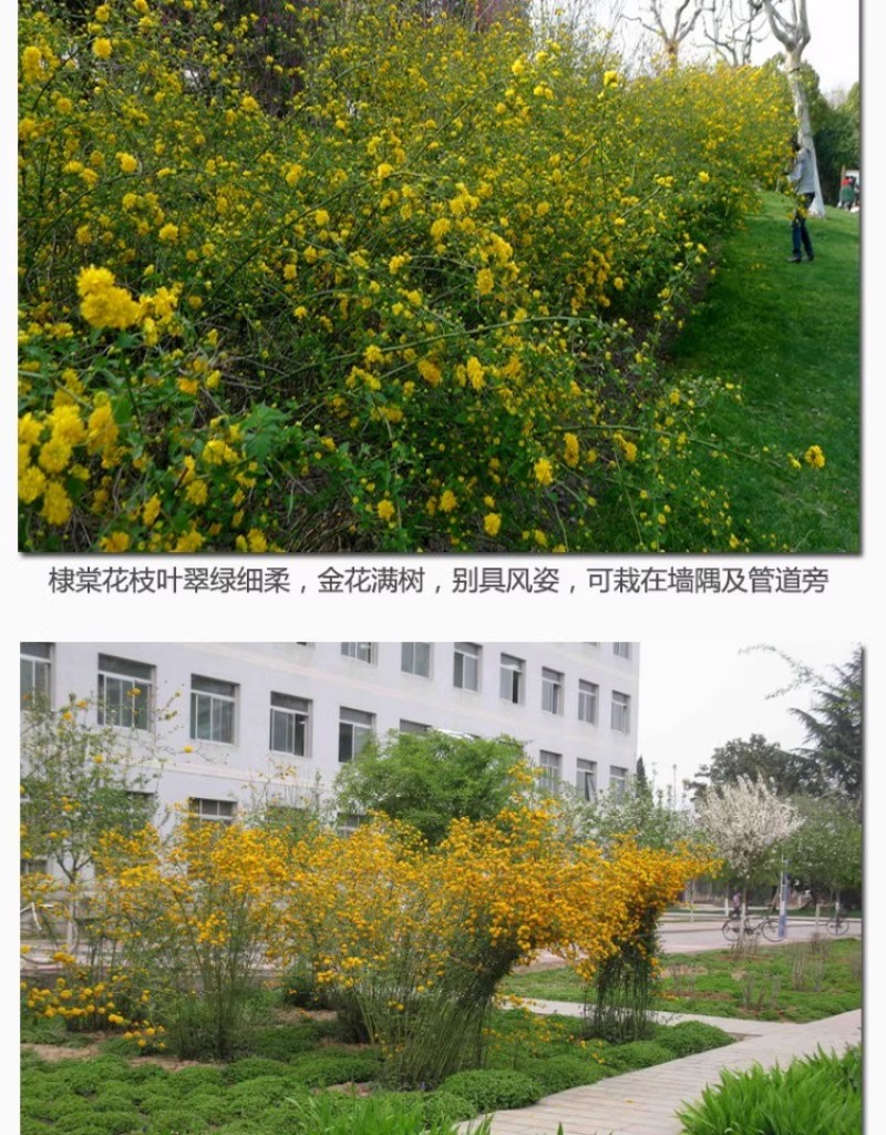 重瓣棣棠花苗丛生地棠蜂棠花黄度梅金棣棠梅黄榆庭院绿化绿篱