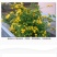 重瓣棣棠花苗丛生地棠蜂棠花黄度梅金棣棠梅黄榆庭院绿化绿篱