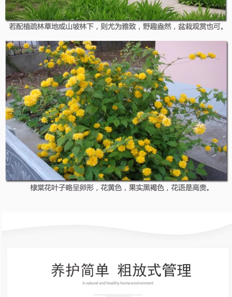 重瓣棣棠花苗丛生地棠蜂棠花黄度梅金棣棠梅黄榆庭院绿化绿篱