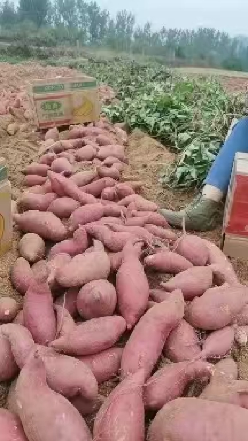 精品山东红薯西瓜红红薯产地一手货源对接电商市场