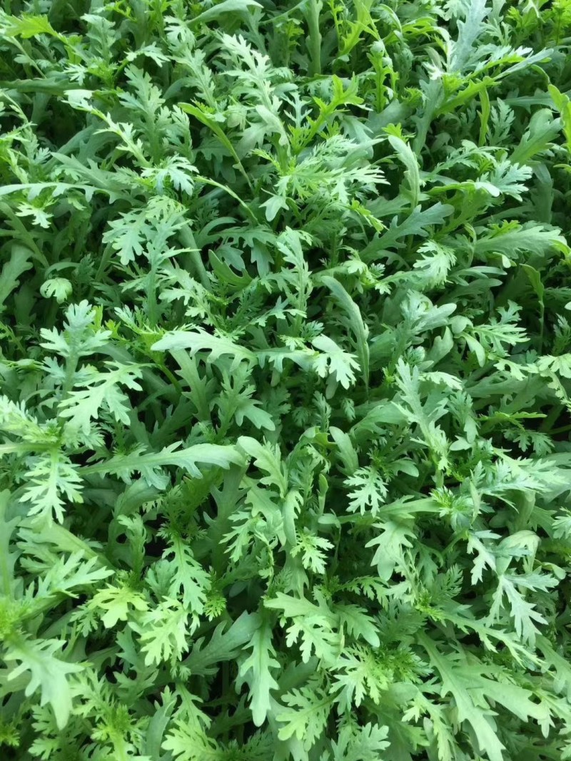 光杆茼蒿种子500g小叶茼蒿种子皇帝菜种苗光杆茼蒿种籽