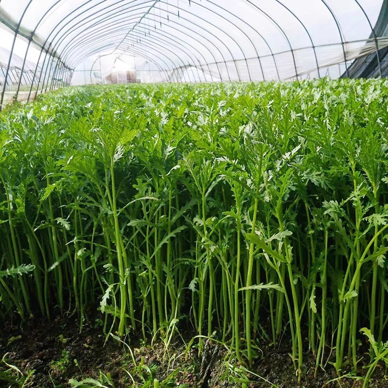 光杆茼蒿种子500g小叶茼蒿种子皇帝菜种苗光杆茼蒿种籽