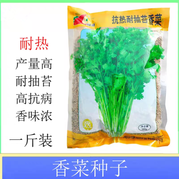 抗热耐抽苔香菜种子叶柄亮绿香味浓郁抗病耐热耐寒