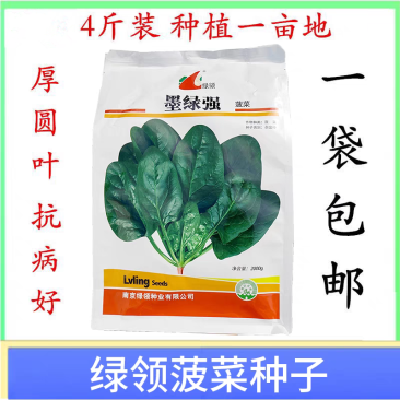 墨绿强菠菜种子半圆叶深绿肉厚抗寒耐热耐抽苔