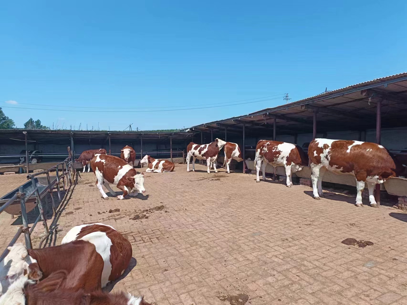 展示一片广阔的西门塔尔牛养殖场,牛群在草原上自由活动 西门塔尔牛养殖场全景