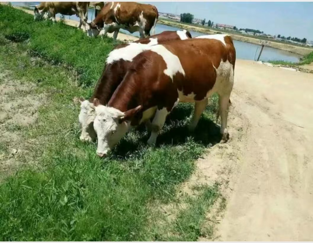 西门塔尔牛在草原上健康生长