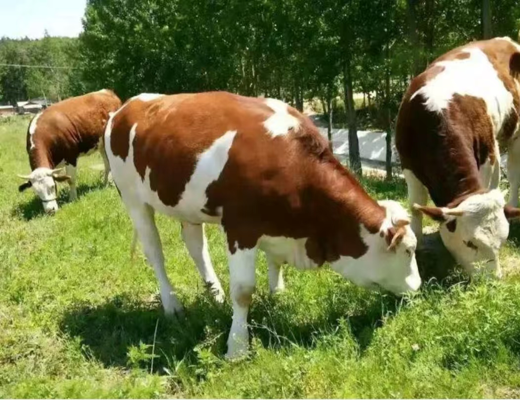 新疆西门塔尔牛在草原上自由活动 新疆西门塔尔牛在草原上自由活动