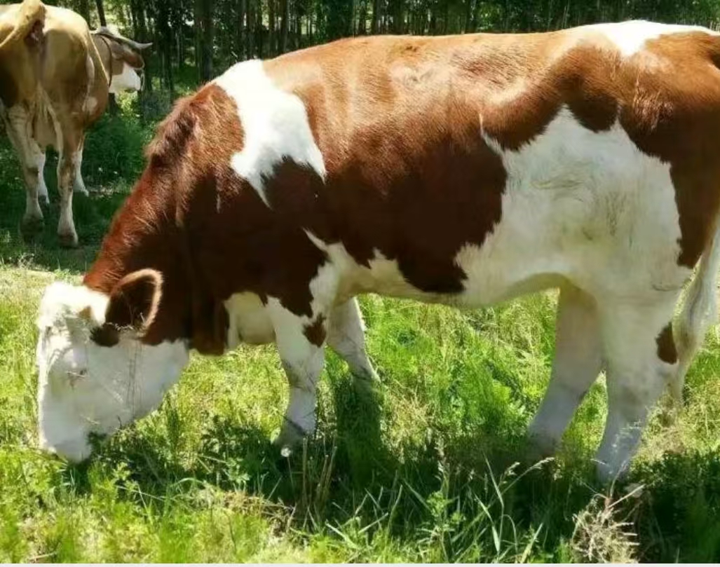 西门塔尔牛群在牧场中吃草