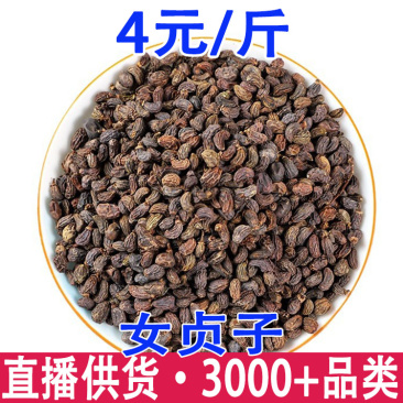 女贞子冬青籽一件批发量大从优