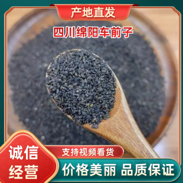 车前子大量供应，支持零售批发，量大从优，四川德阳发货。