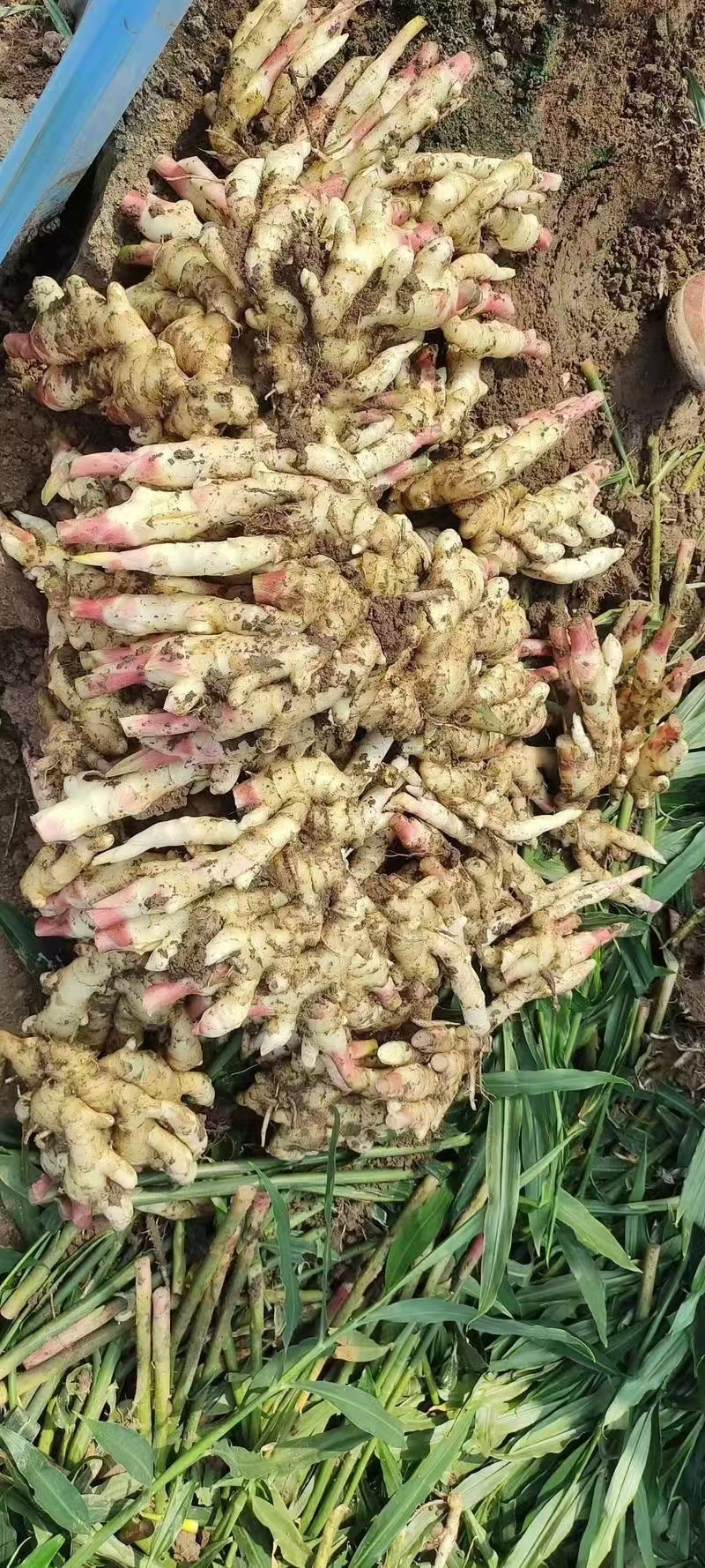 山东大黄姜鲜姜风干姜一手货源可视频看货全国发货