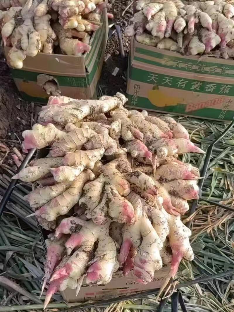 山东大黄姜鲜姜风干姜一手货源可视频看货全国发货