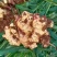 山东大黄姜鲜姜风干姜一手货源可视频看货全国发货