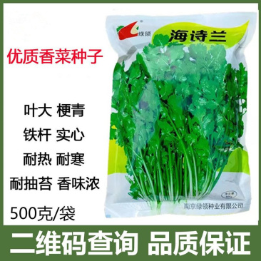海诗兰香菜种子叶片中等香味浓郁抗病耐热耐寒