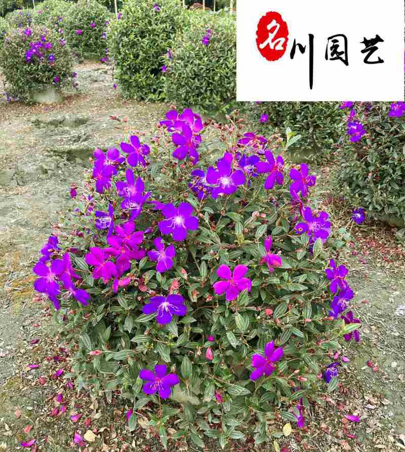 自家基地出售巴西野牡丹球紫牡丹球批发量大从优